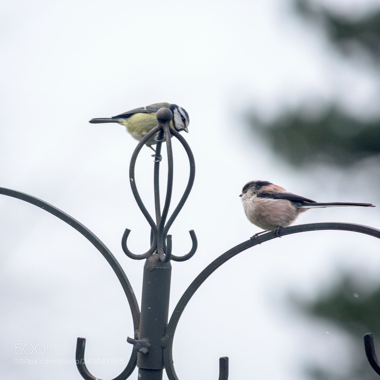 Nikon D7200 sample photo. Garden birds blue tit photography