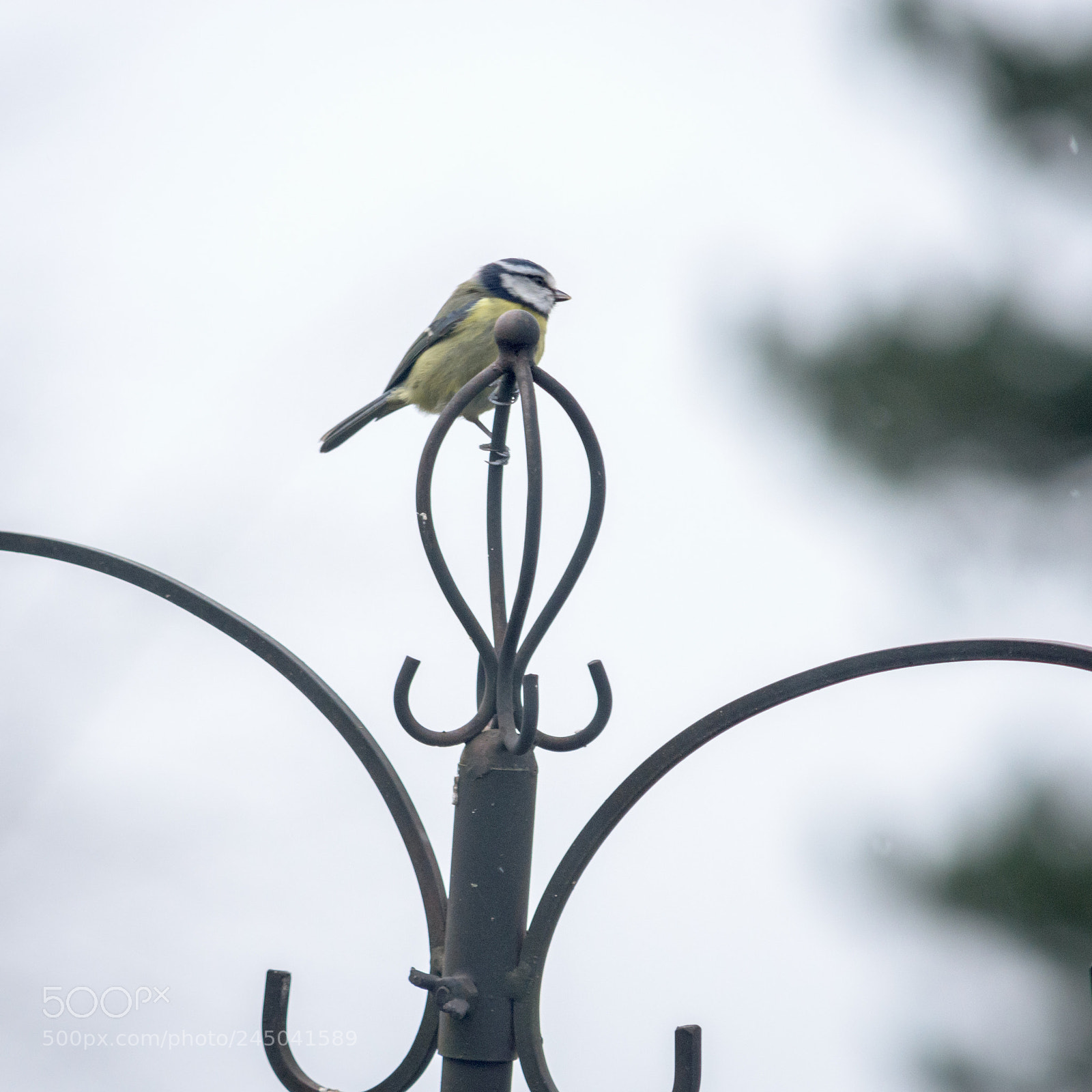 Nikon D7200 sample photo. Garden birds_blue tit photography