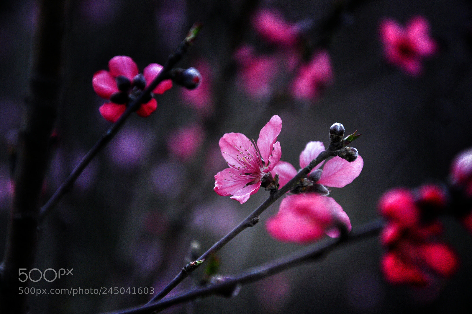 Nikon D90 sample photo. 那些花 photography