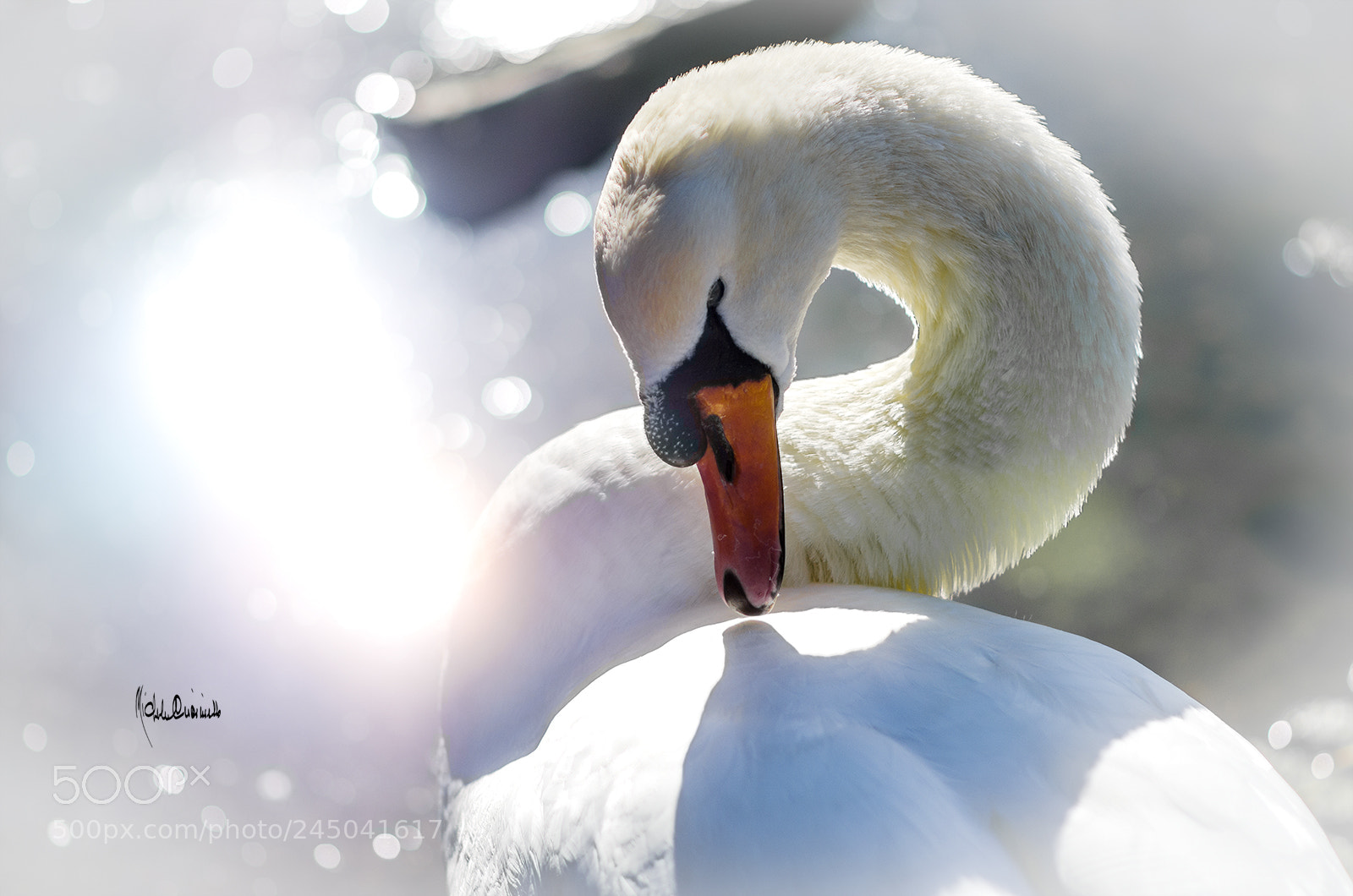 Nikon D7000 sample photo. The colored swan photography