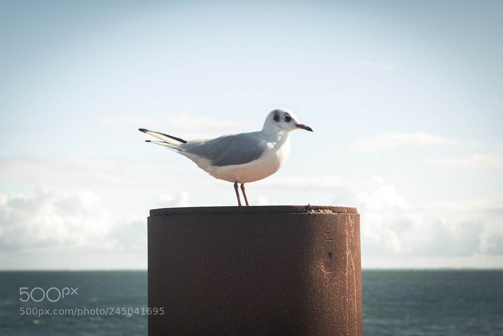 Canon EOS 760D (EOS Rebel T6s / EOS 8000D) sample photo. Seagull photography