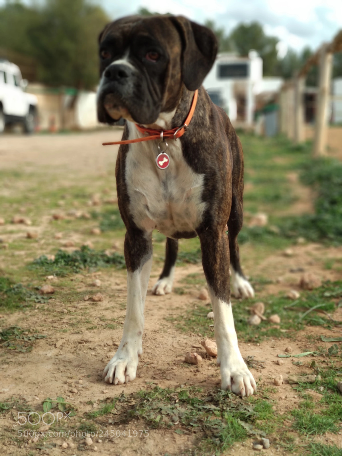 Xiaomi Mi A1 sample photo. Dog photography