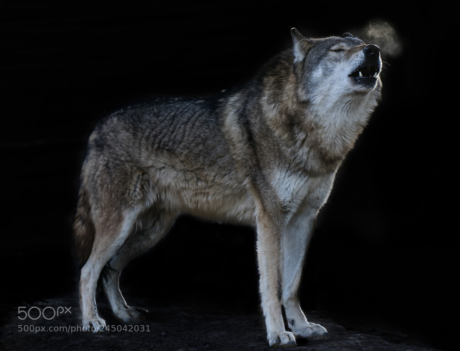 Sony a7 II sample photo. Howling photography