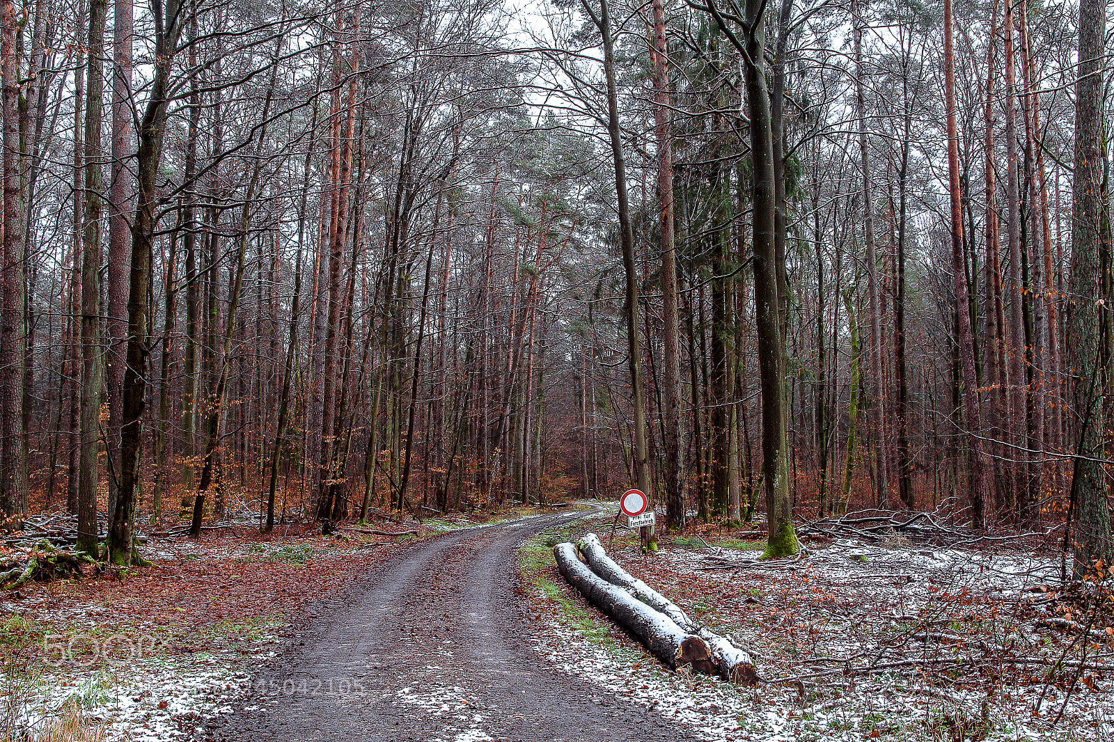 Canon EOS 550D (EOS Rebel T2i / EOS Kiss X4) sample photo. Forest photography