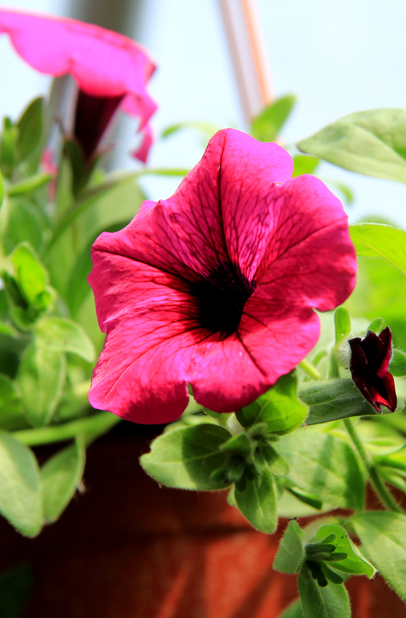 Canon EF-S 17-85mm F4-5.6 IS USM sample photo. 碧冬茄 photography