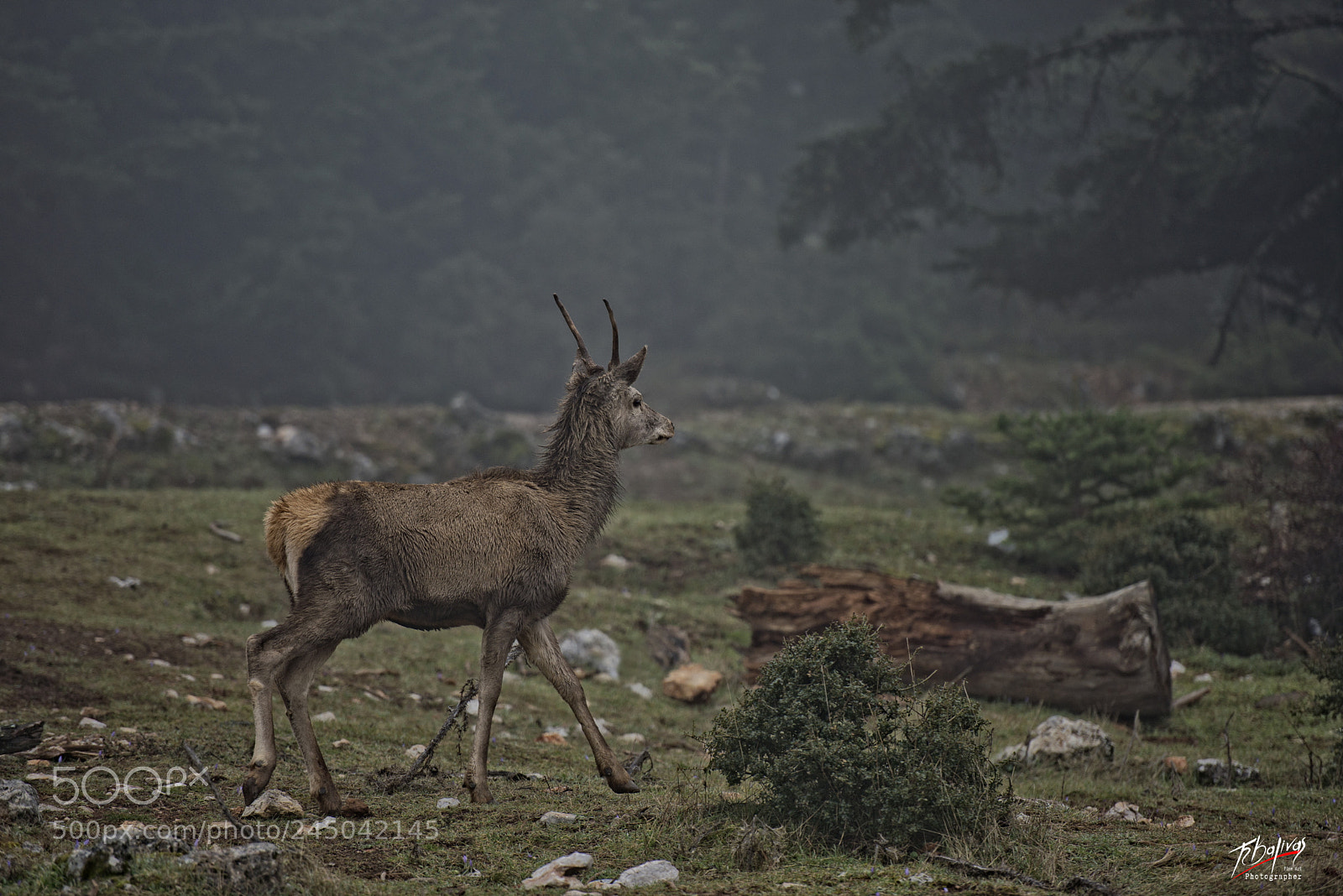 Nikon D600 sample photo. Stand-by photography