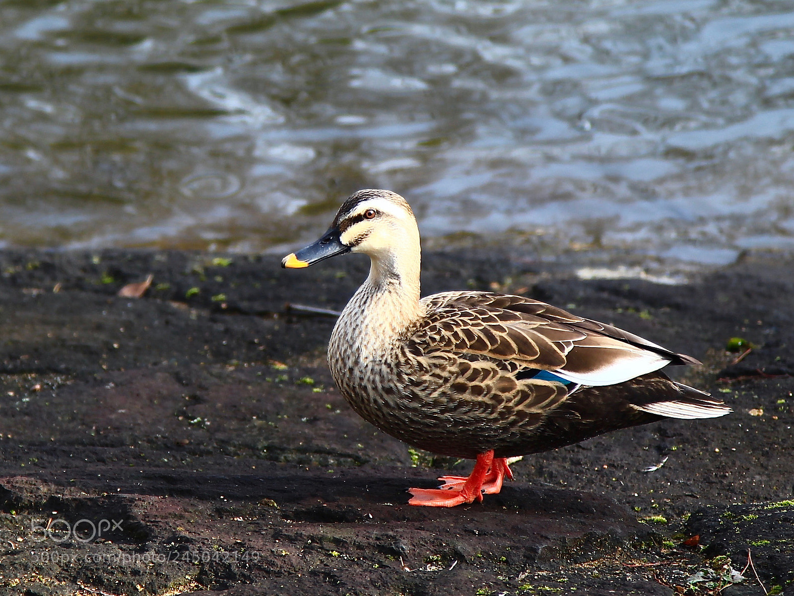 Canon EOS 700D (EOS Rebel T5i / EOS Kiss X7i) sample photo. Red boots... photography