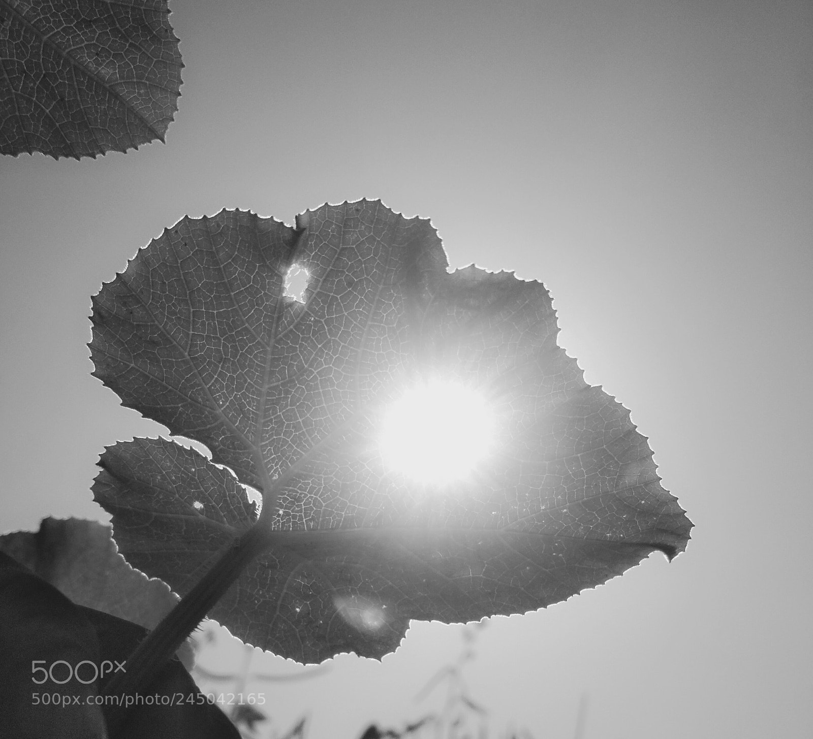 Xiaomi Redmi 4X sample photo. Untitled photography
