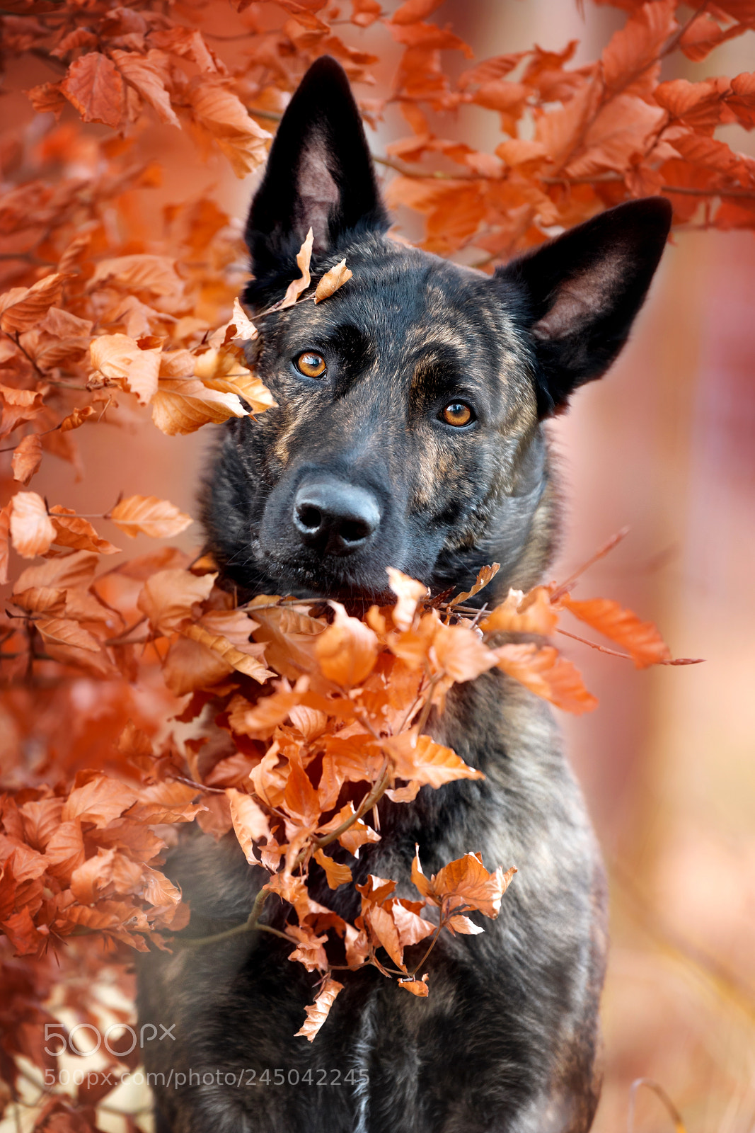Nikon D4 sample photo. Dog soul photography