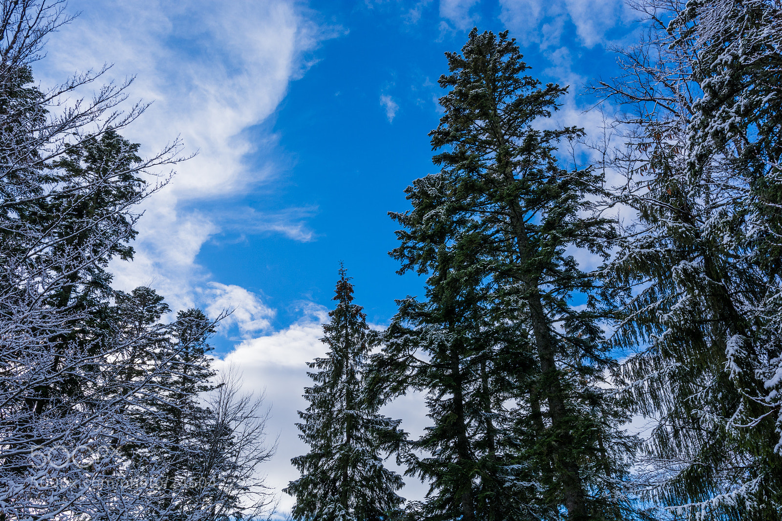 Nikon D7100 sample photo. Winter photography
