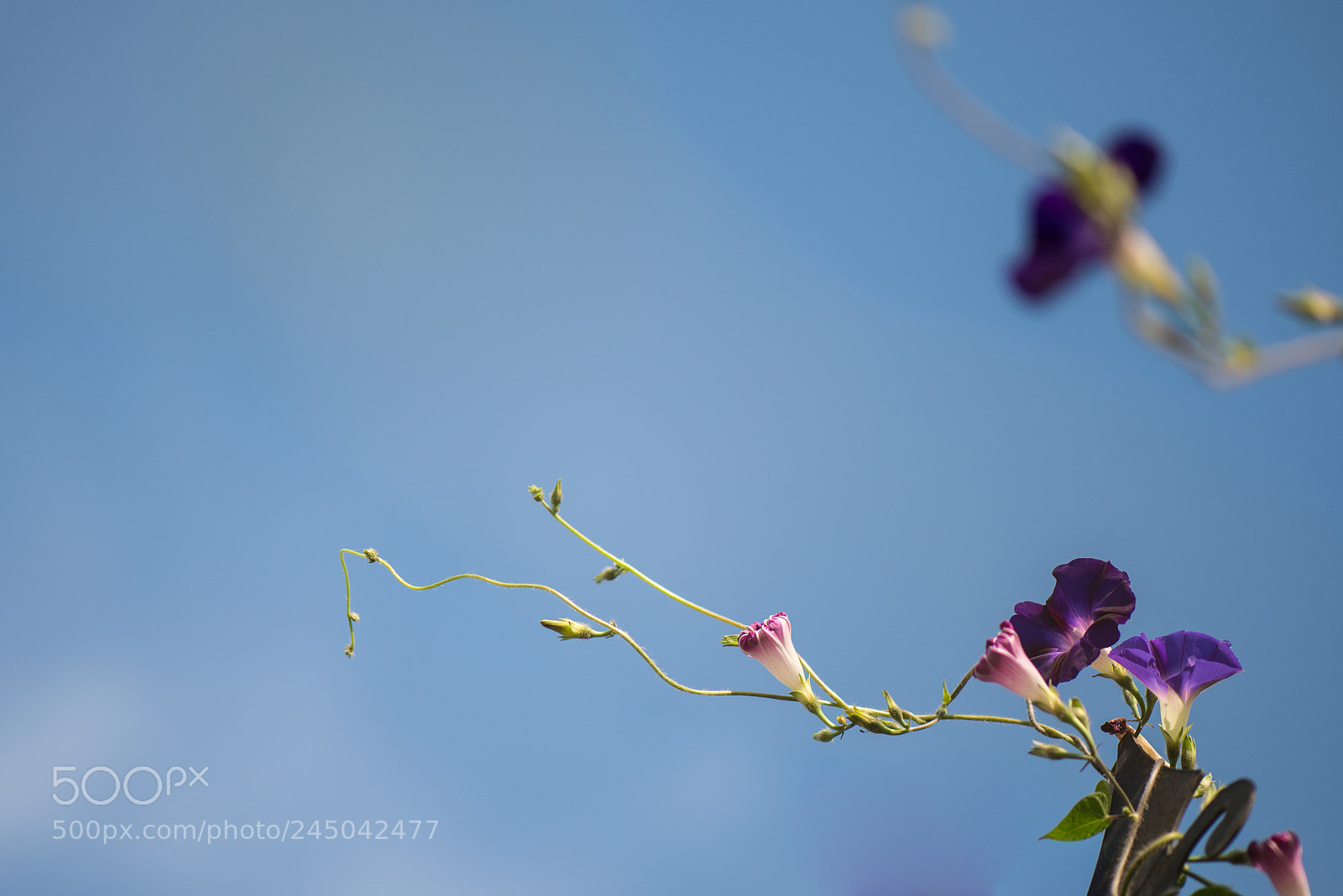 Nikon D800E sample photo. Morning glory photography