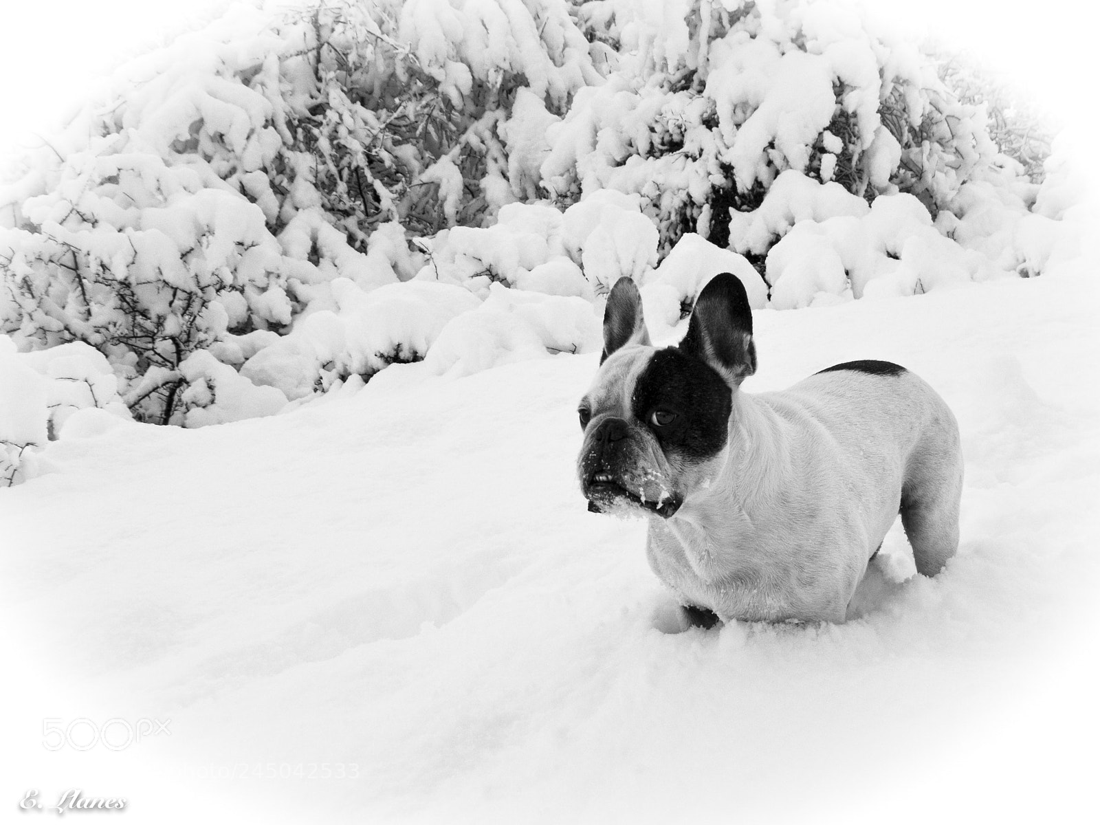 Fujifilm X30 sample photo. Koko en la nieve photography