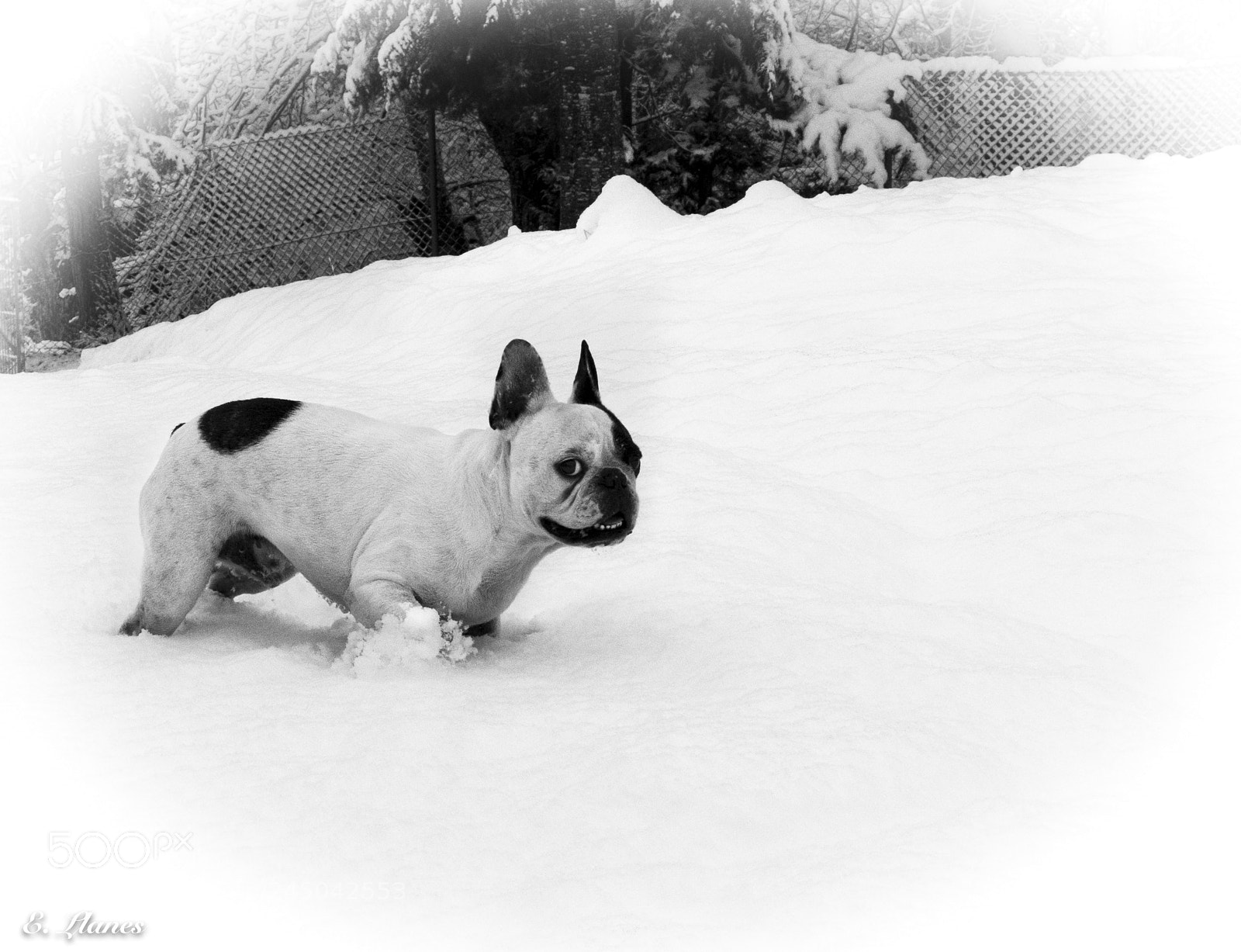 Fujifilm X30 sample photo. Koko en la nieve photography