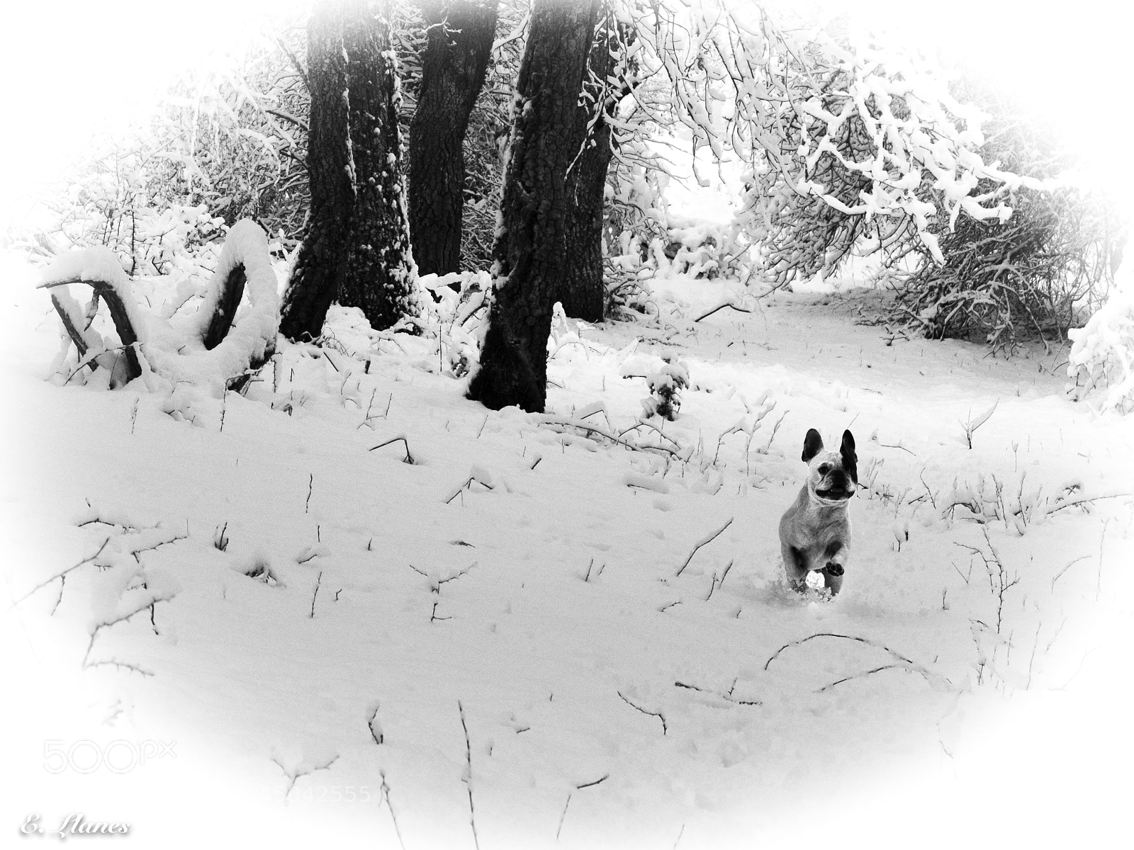 Fujifilm X30 sample photo. Koko en la nieve photography