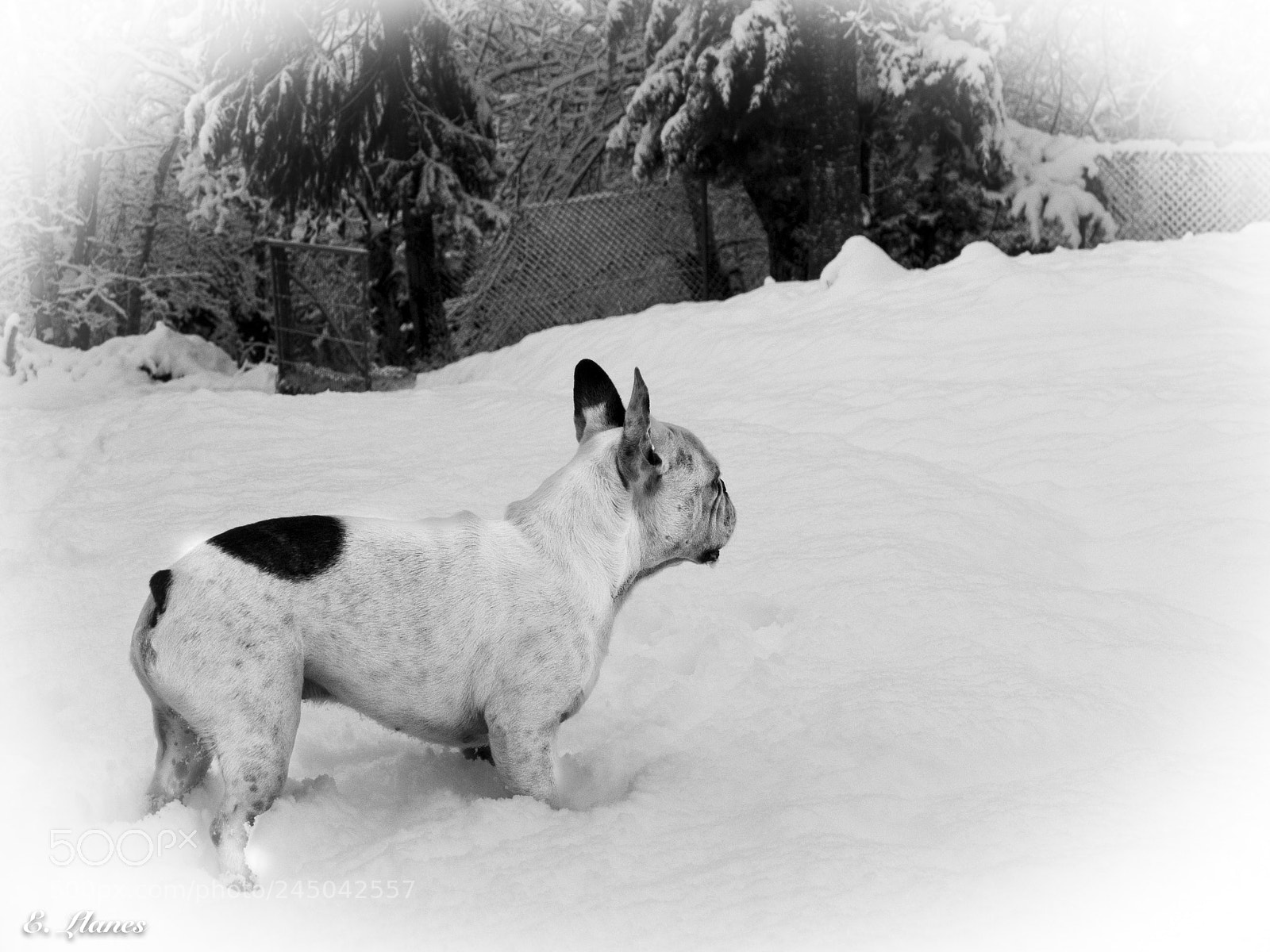 Fujifilm X30 sample photo. Koko en la nieve photography