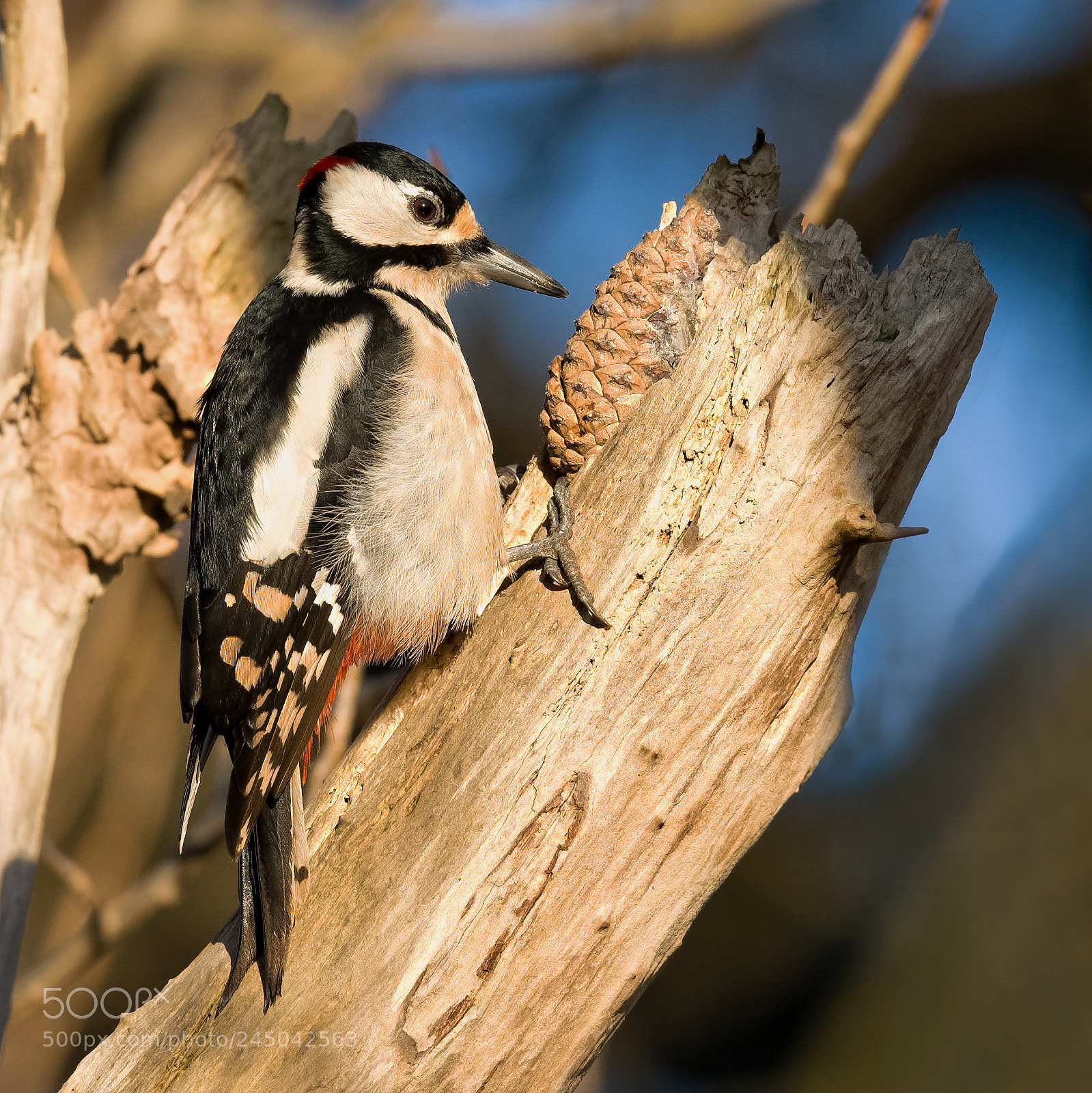 Nikon D500 sample photo. Woordpeckers forge photography