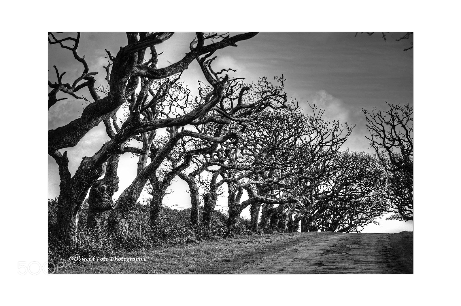 Nikon D300 sample photo. La haie d'honneur photography