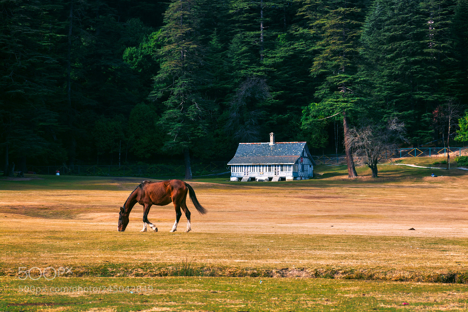 Nikon D7100 sample photo. Dreamland photography