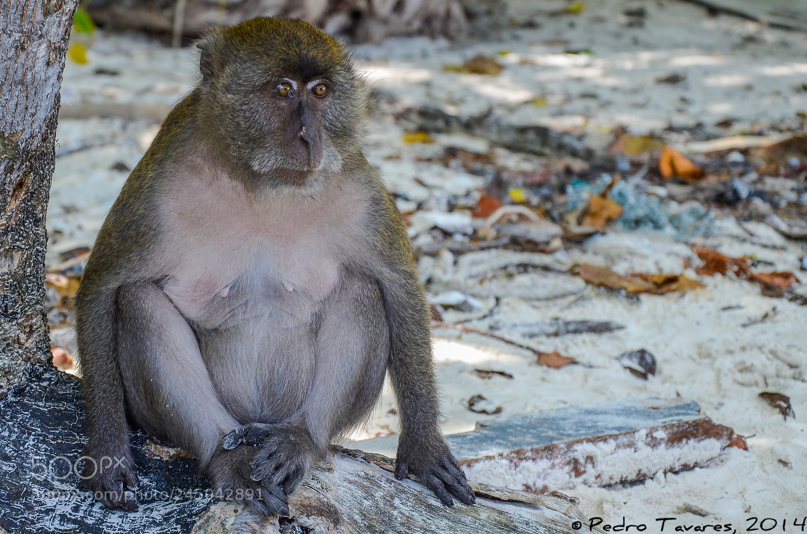 Nikon D5100 sample photo. Monkey photography