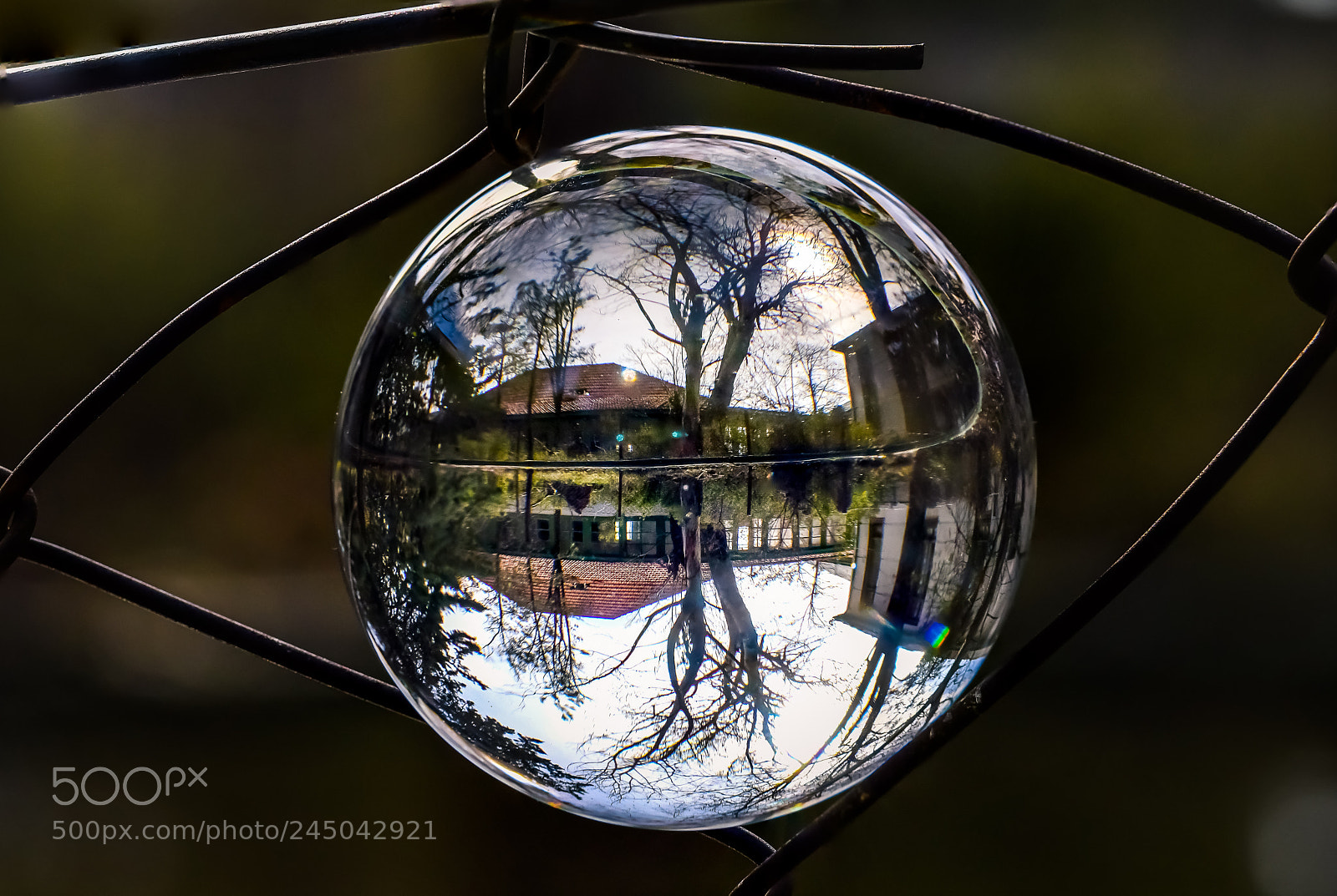 Nikon D500 sample photo. Small world photography