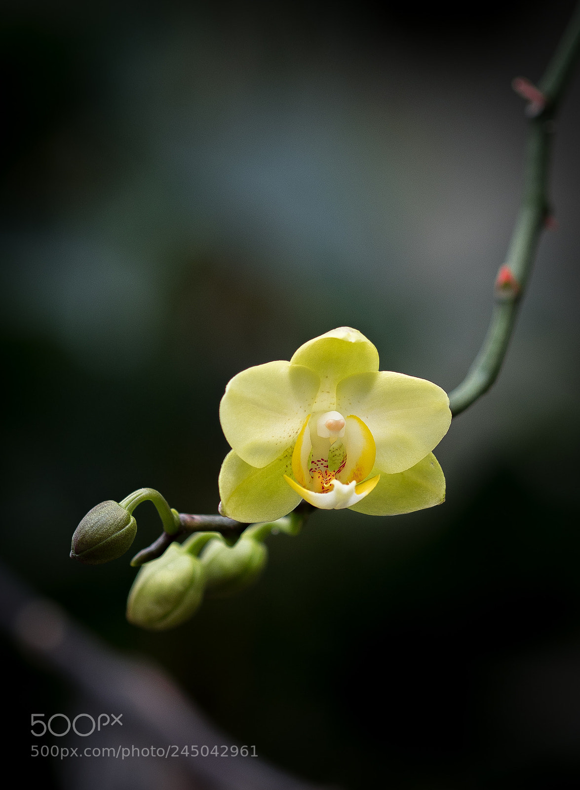 Olympus OM-D E-M1 Mark II sample photo. Nature power photography