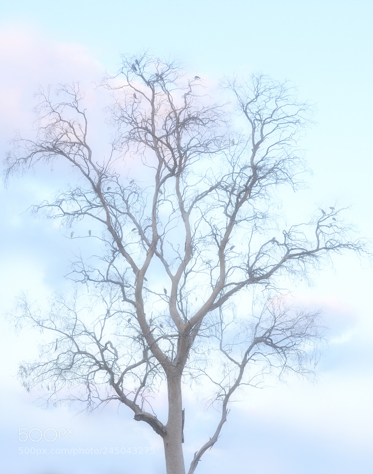 Nikon D90 sample photo. Tree photography