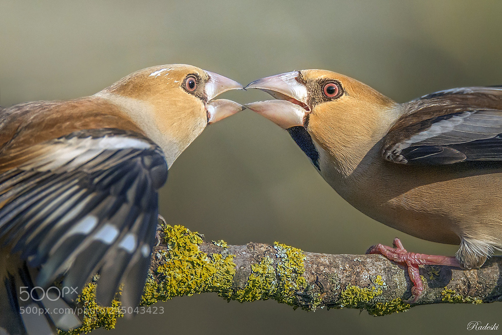 Nikon D800E sample photo. The first kiss photography