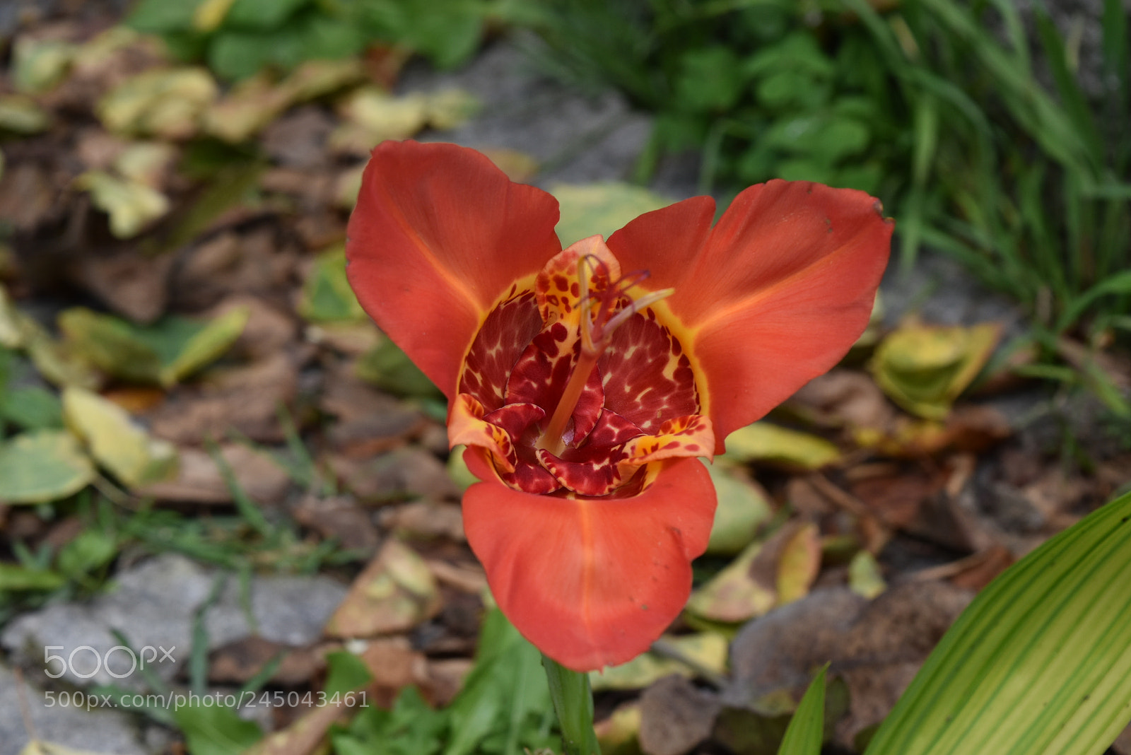 Nikon D5500 sample photo. Flor silvestre photography