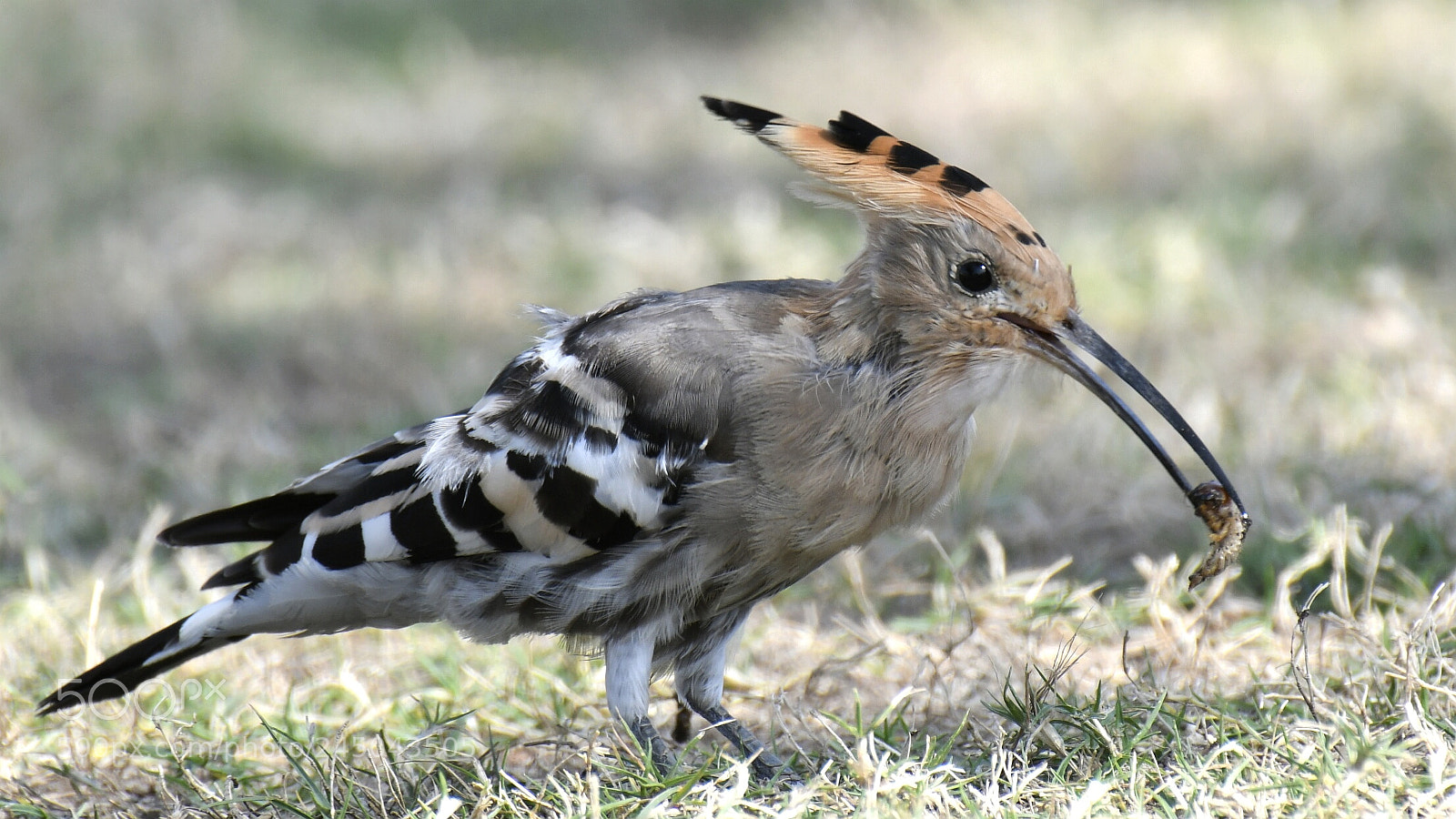 Nikon AF-S Nikkor 200-500mm F5.6E ED VR sample photo. Hoopoe photography
