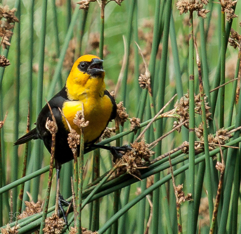 Canon EOS 50D sample photo. Yellow-headed blackbird photography
