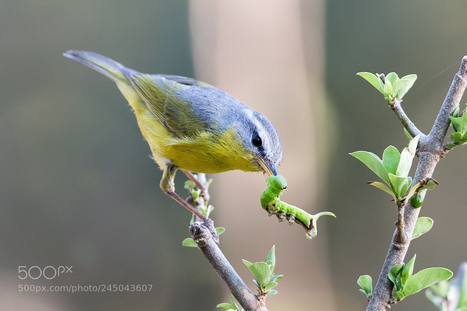 Nikon D500 sample photo. Grey hooded warbler phylloscopus photography