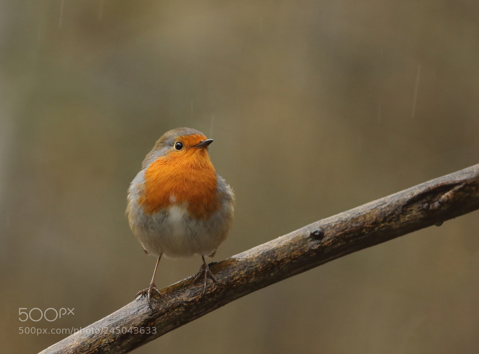 Canon EOS 7D Mark II sample photo. Robin photography