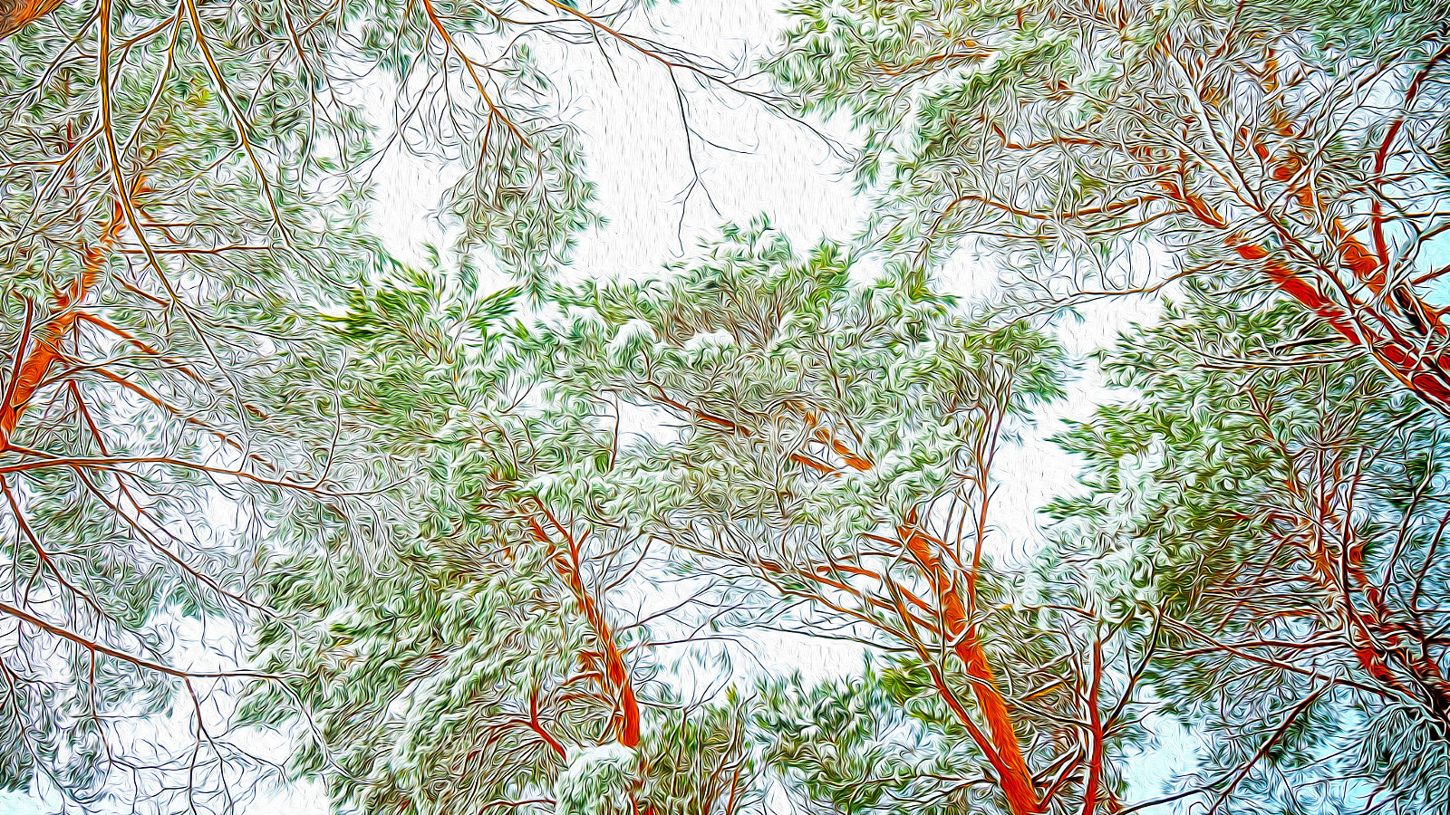 Sony Alpha a5000 (ILCE 5000) sample photo. Pine in winter abstraction photography