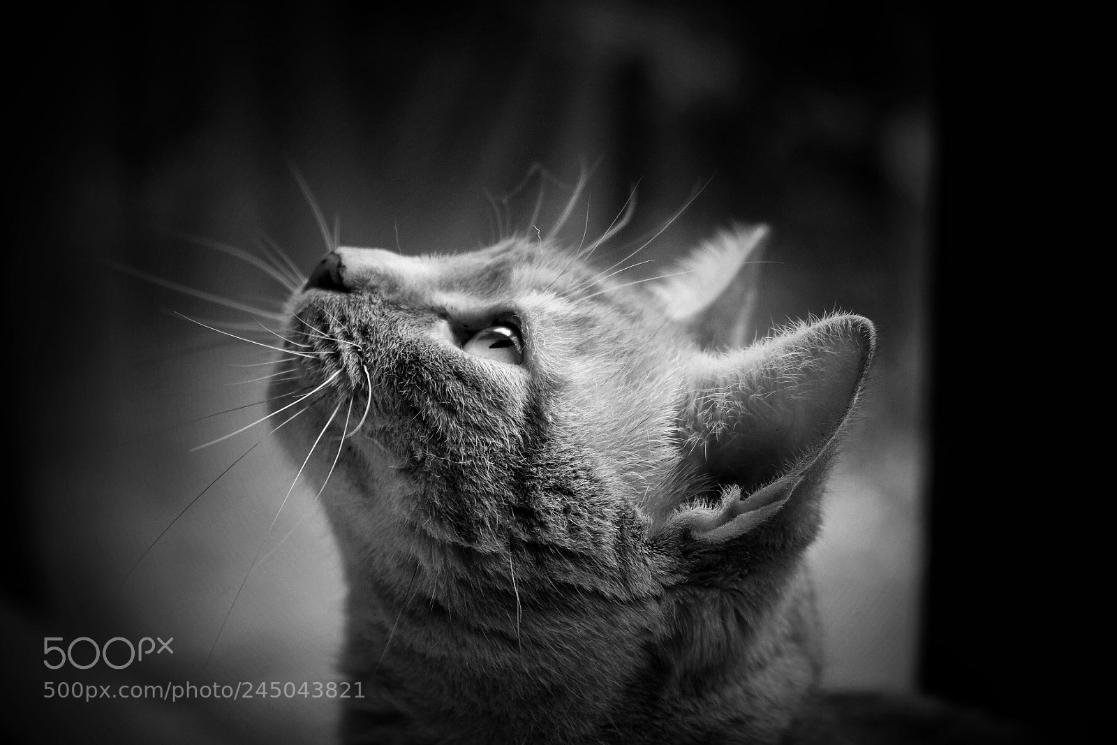 Fujifilm X-T20 sample photo. Tiny tiger photography