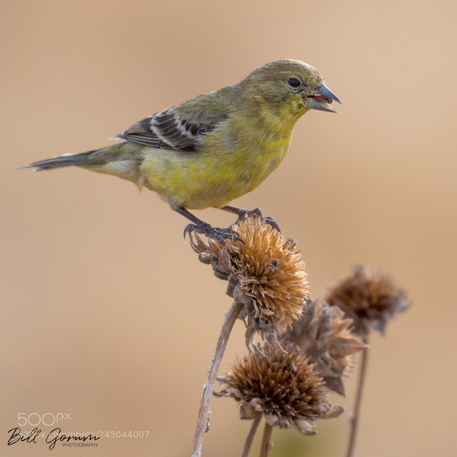 Nikon D500 sample photo. Lesser goldfinch eating sunflower photography