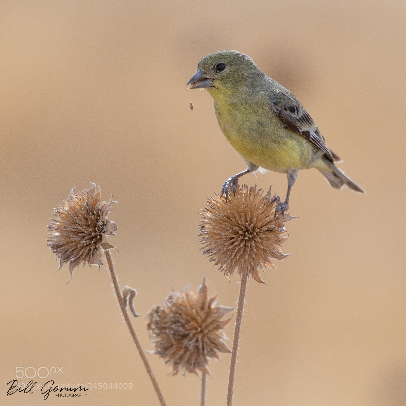 Nikon D500 sample photo. Lesser goldfinch eating sunflower photography