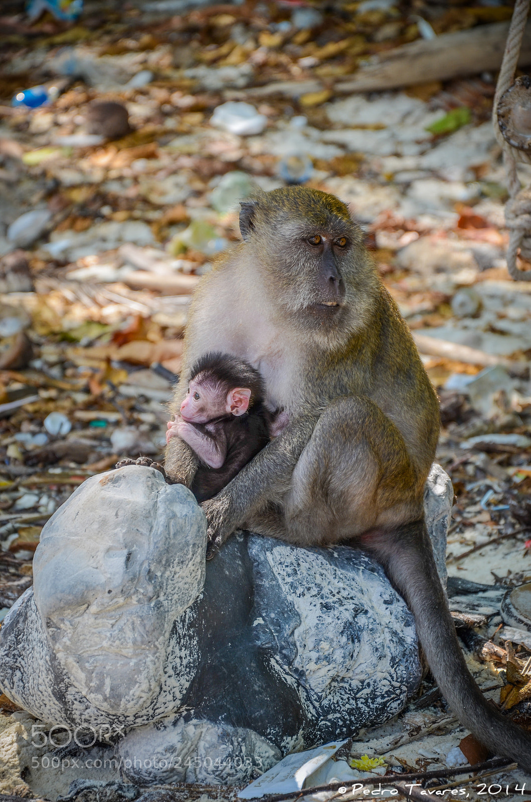 Nikon D5100 sample photo. Monkey family photography