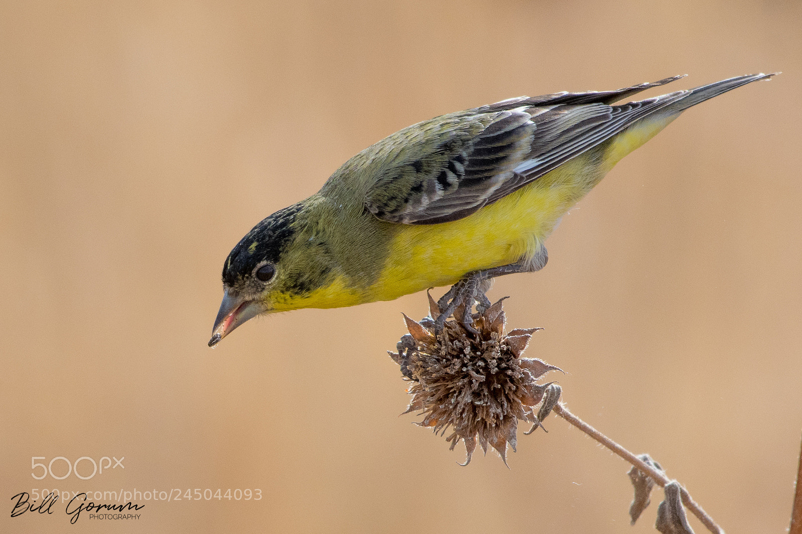 Nikon D500 sample photo. Lesser goldfinch eating sunflower photography