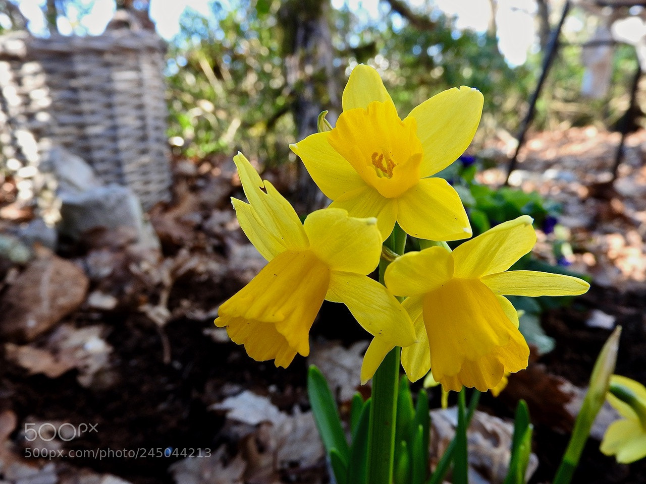 Nikon Coolpix P610 sample photo. Flower#e photography