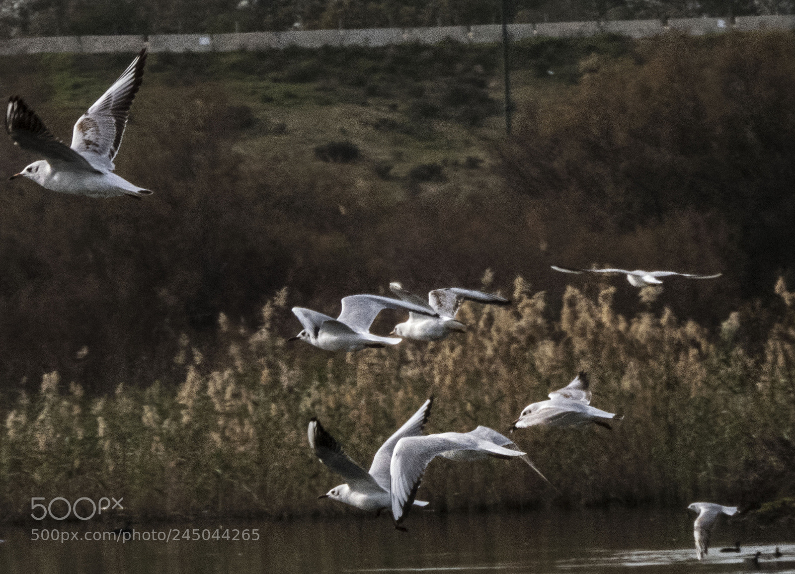 Nikon Coolpix B700 sample photo. Flying seagulls. photography