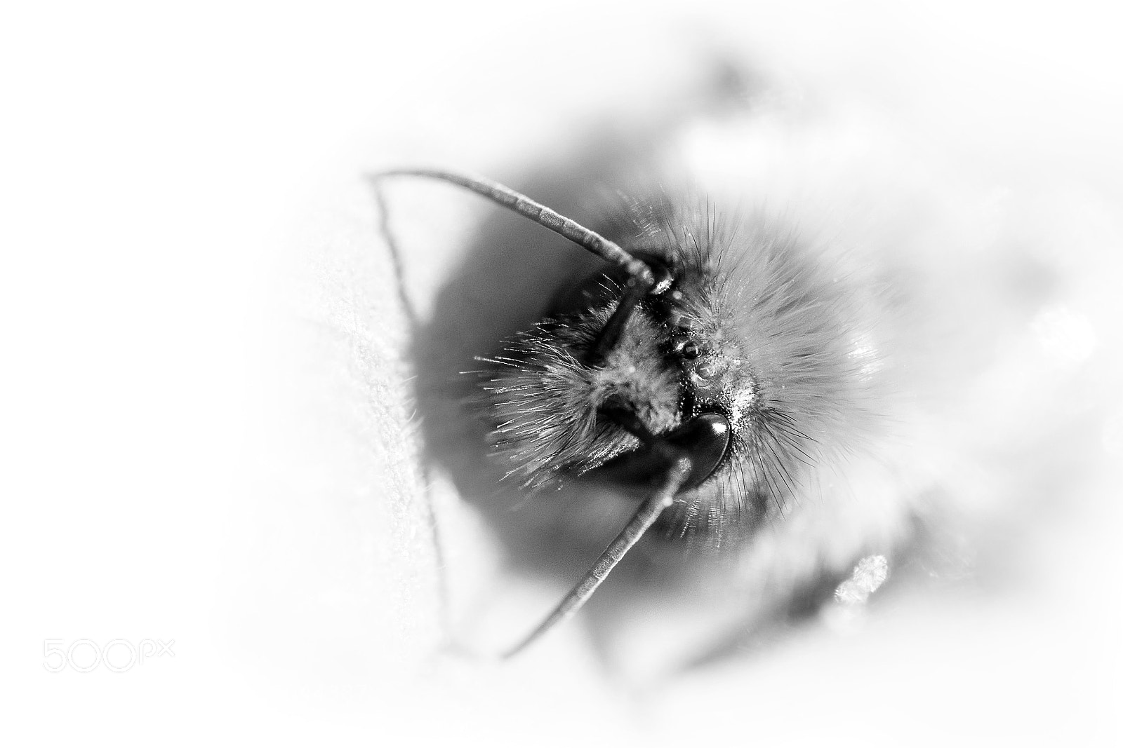 Nikon D7200 sample photo. Bee photography