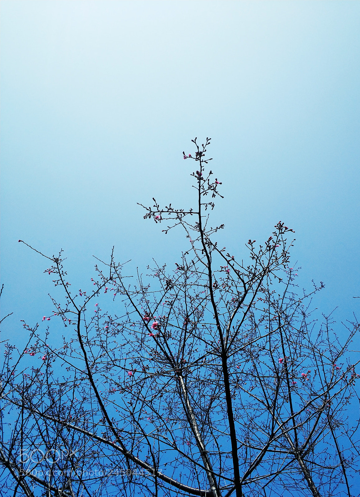 Xiaomi Mi Note 3 sample photo. Spring photography