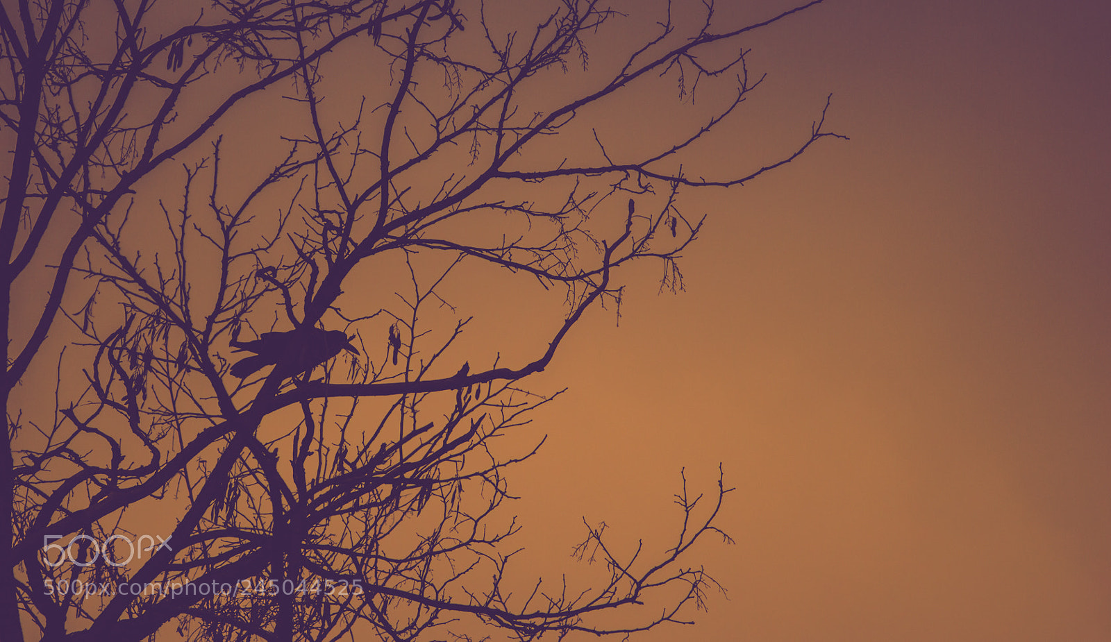 Canon EOS 550D (EOS Rebel T2i / EOS Kiss X4) sample photo. The crow photography