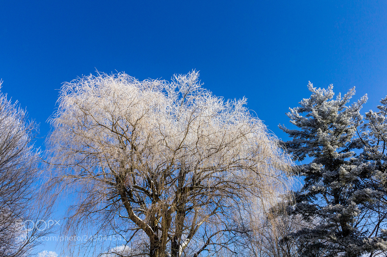 Canon EOS 1200D (EOS Rebel T5 / EOS Kiss X70 / EOS Hi) sample photo. Frosty morning photography