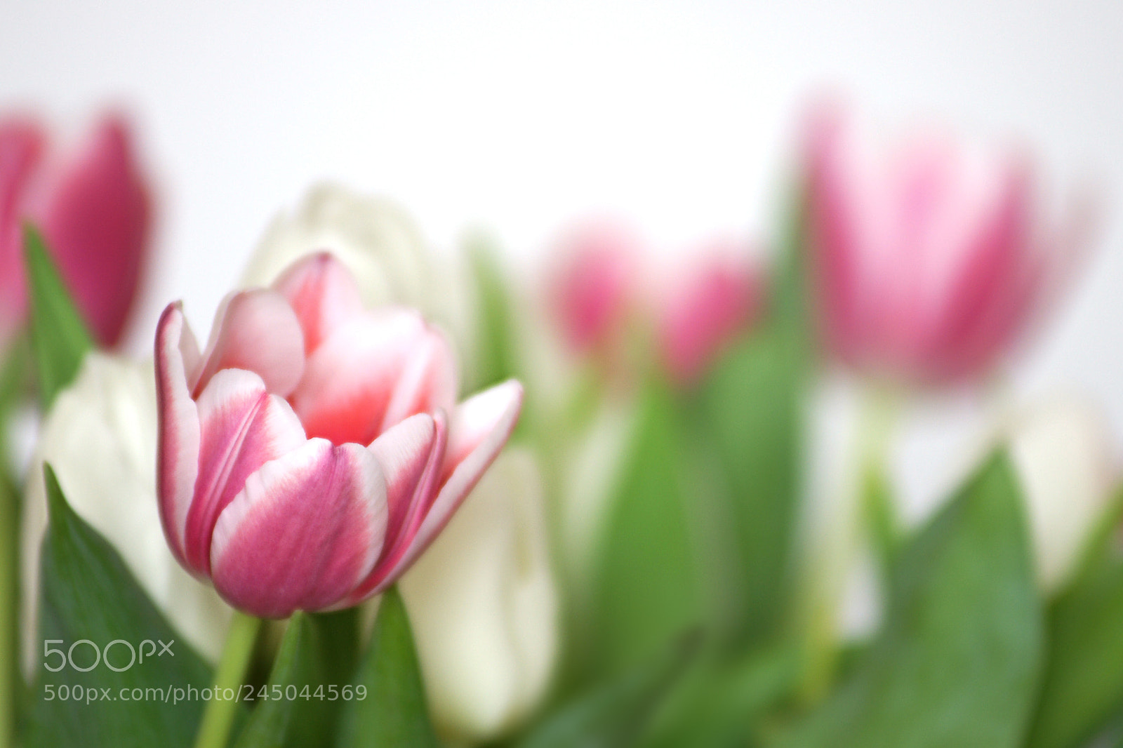 Sony Alpha DSLR-A700 sample photo. Selective sharpness photography