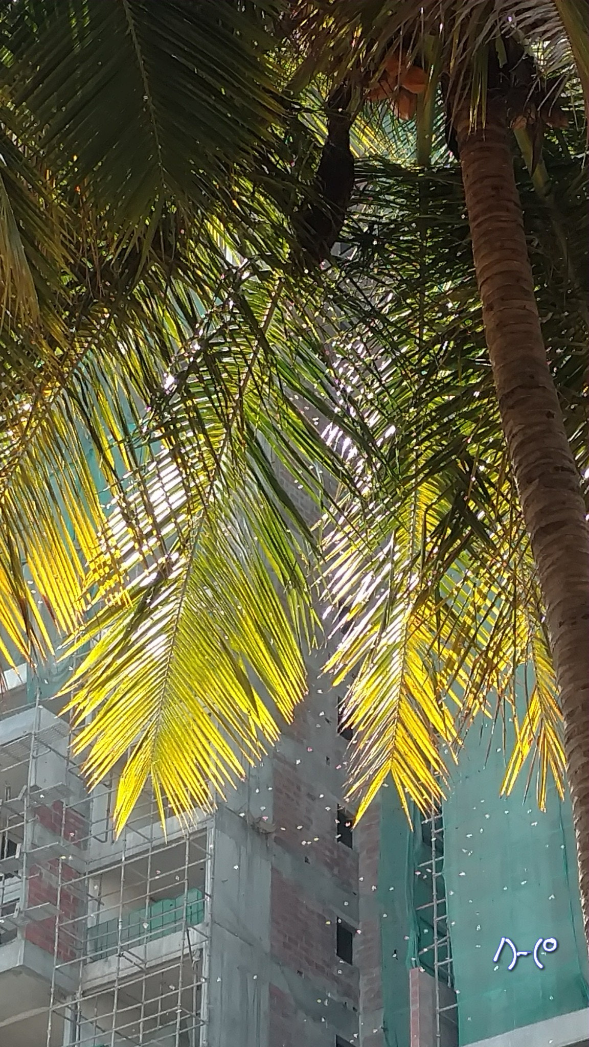 Motorola Moto X Style sample photo. Bee hive and bees photography