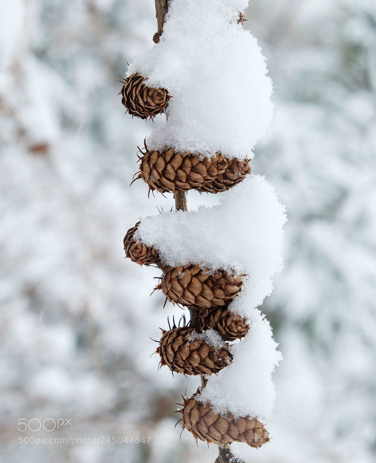 Fujifilm X-T10 sample photo. Snow covered pine cones photography