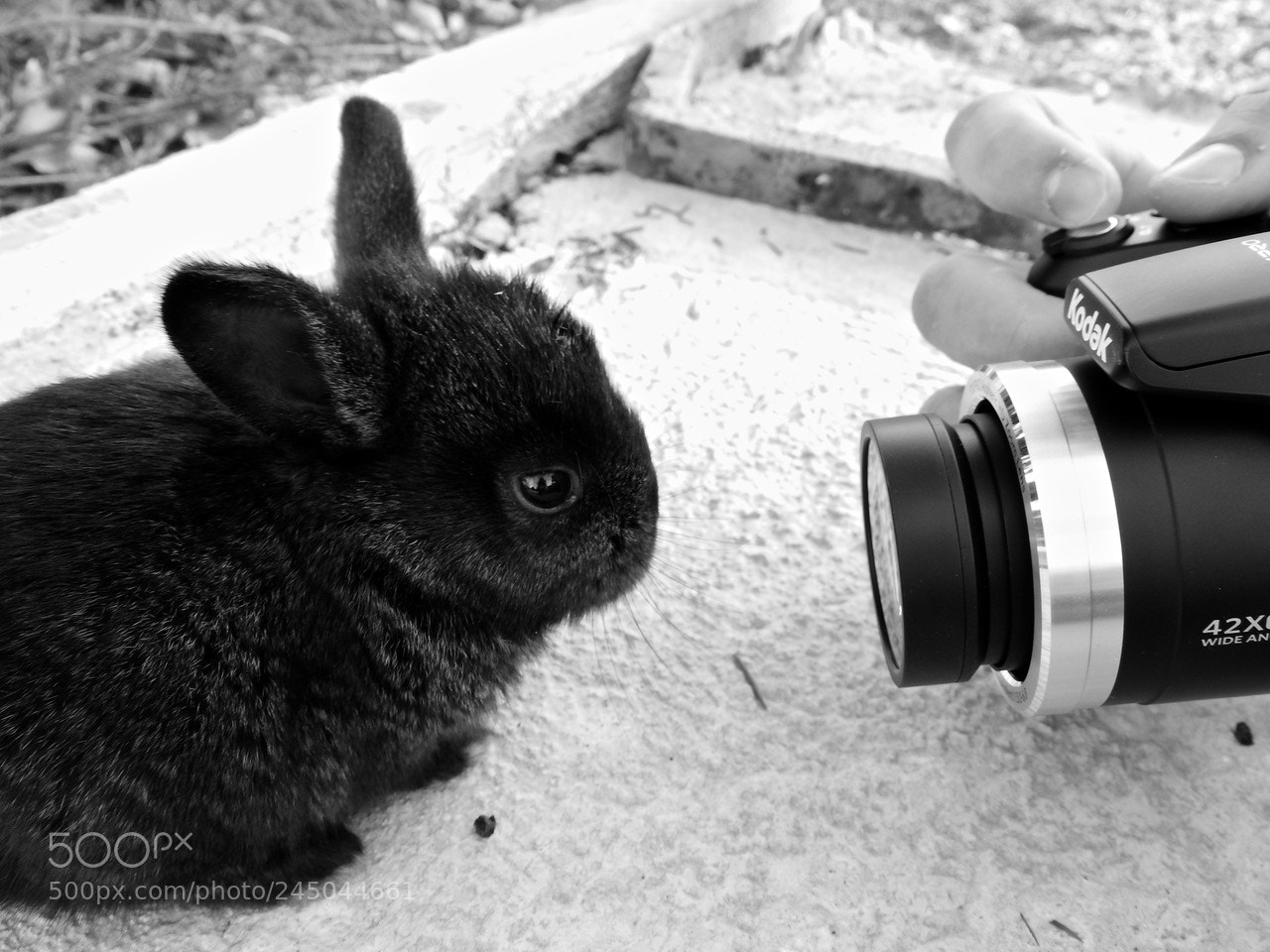 Nikon Coolpix P610 sample photo. Rabbit and camera #e photography