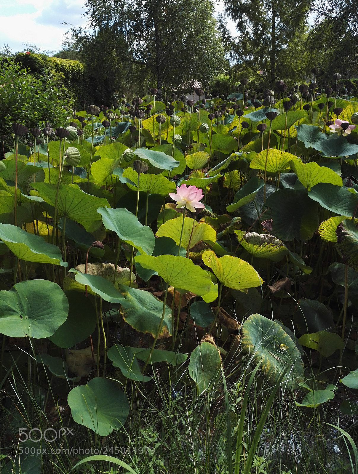 HUAWEI Honor 7 sample photo. Untitled photography