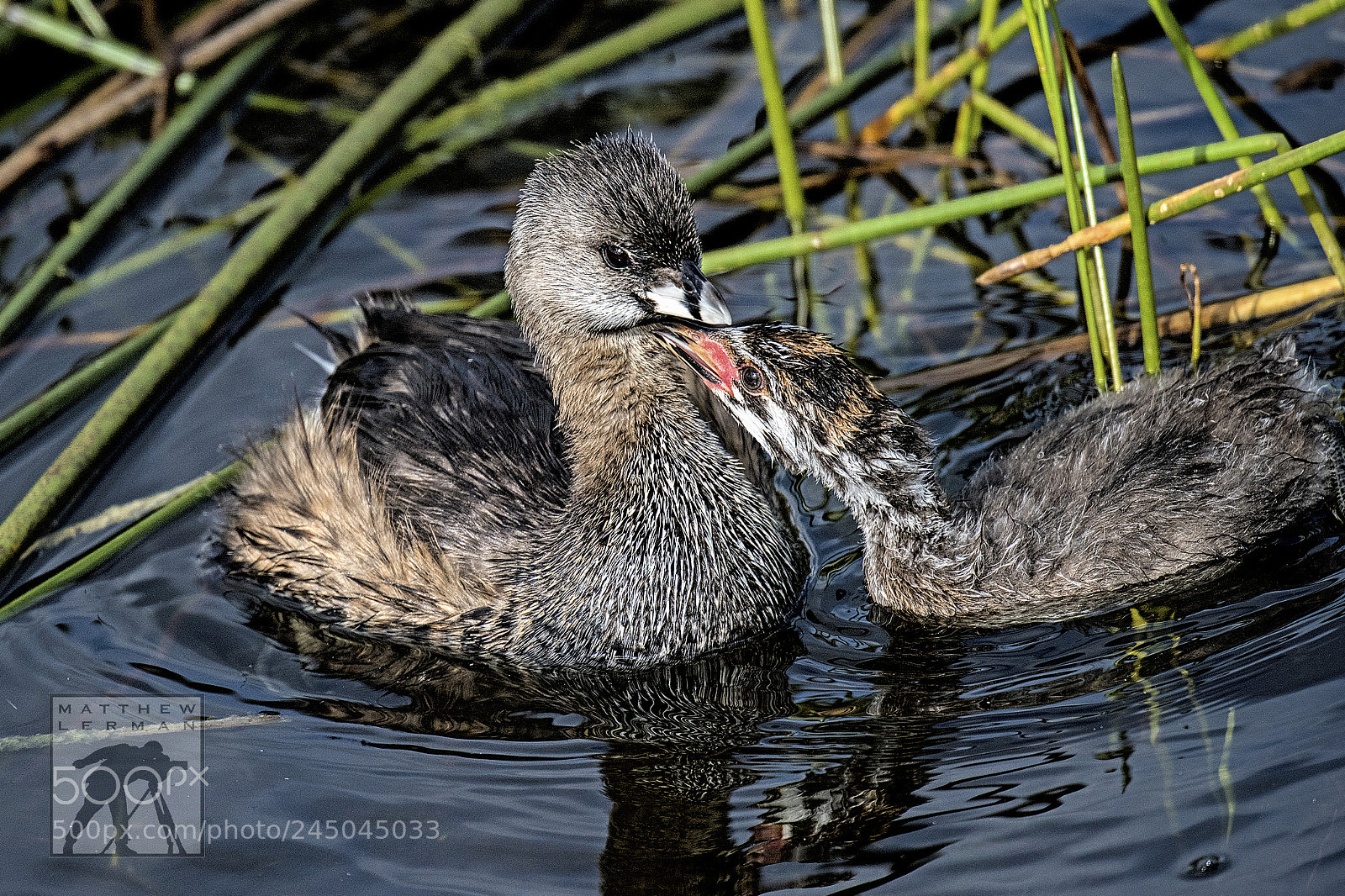 Nikon D810 sample photo. Grebe and chick photography